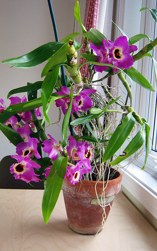 Dendrobium, Noble Dendrobium, Sentinel Orchid
